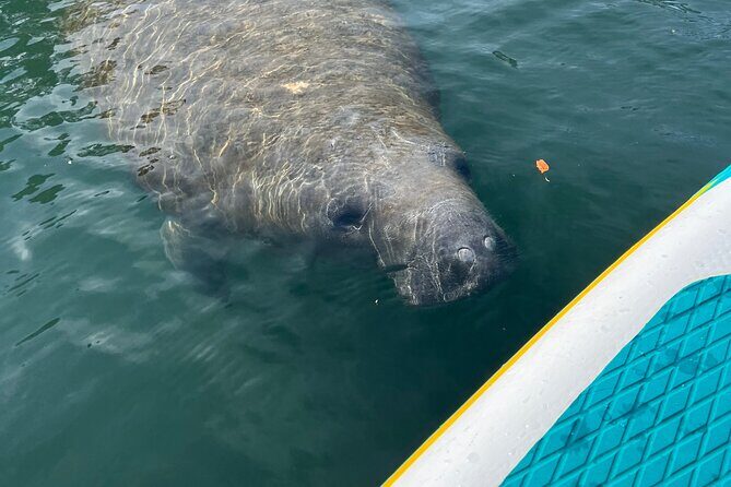 2 Hour Paddle Board Rental - Highlighting the Crystal River Experience