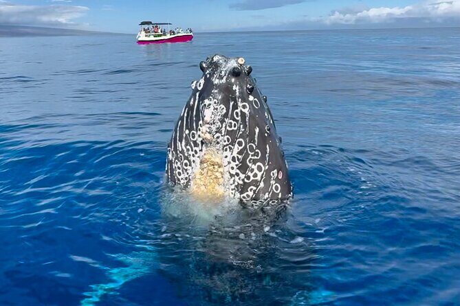 2 Hour Prime Time Maui Whale Watching - What to Expect on the Tour