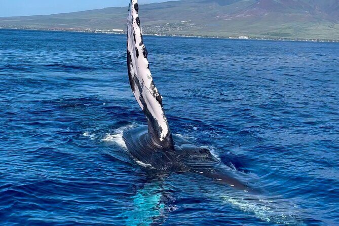2 Hour Prime Time Maui Whale Watching - The Experience Itself: Up Close and Personal