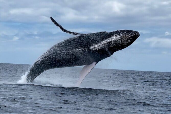 2 Hour Prime Time Maui Whale Watching - Practical Details and Considerations