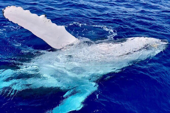 2 Hour Prime Time Maui Whale Watching - Final Thoughts: Is It Worth It?