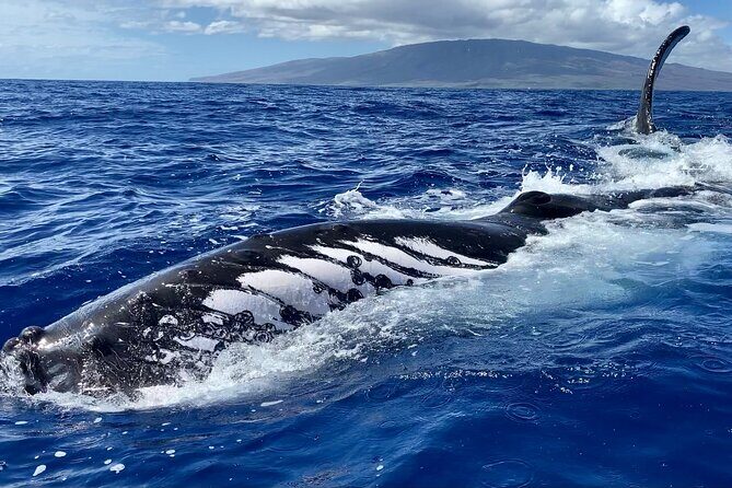 2 Hour Prime Time Maui Whale Watching - Frequently Asked Questions (FAQs)