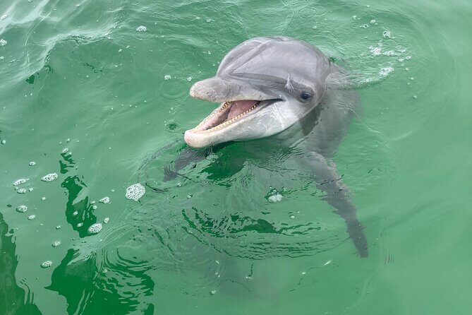2 Hour Private Dolphin and Sightseeing Tour Shell Island - Who Is This Tour Best For?