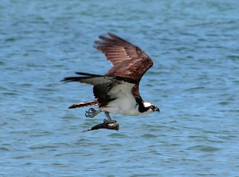 2 Hour Private Eco-Tour - The Sum Up