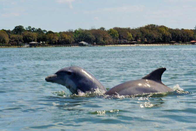 2-Hour Private Hilton Head Dolphin Watching Cruise - Final Thoughts