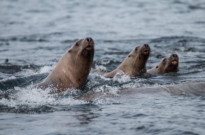 2 Hour Private Marine Wildlife Tour - Frequently Asked Questions