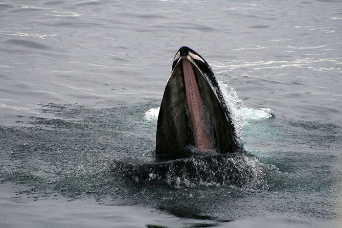 2-Hour RIB Boat Whale Watching Tour from Reykjavik - Final Thoughts