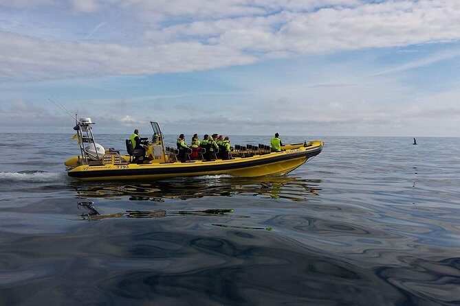 2 hour Round Trip in Vestmannaeyjar on a RIB Boat - Who Would Enjoy This Tour?