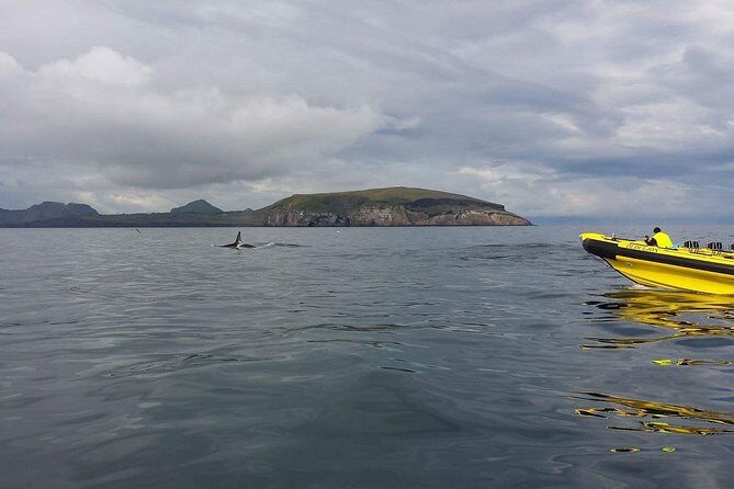 2 hour Round Trip in Vestmannaeyjar on a RIB Boat - FAQ