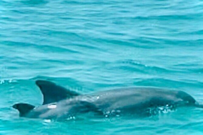 2 Hour Shell Island Jet Ski Dolphin Tour - Final Thoughts