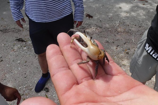 2-hour Shelling Boat Tour in the 10,000 Islands - Who Would Love This Tour