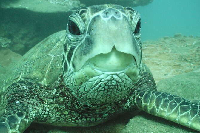 2-Hour Snorkeling Adventure in Kauai - The Itinerary in Detail