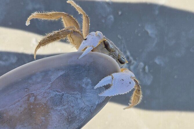 2 Hour Snorkeling and Dolphin Tour - A Closer Look at the Shell Island Snorkeling and Dolphin Tour