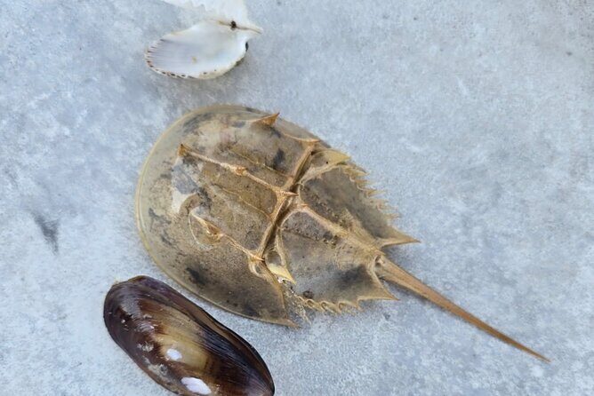 2 Hour Snorkeling and Dolphin Tour - Final Thoughts