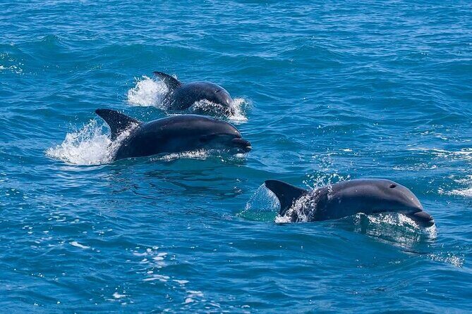 2 Hour Snorkeling and Dolphin Tour - Additional Resources and Similar Experiences