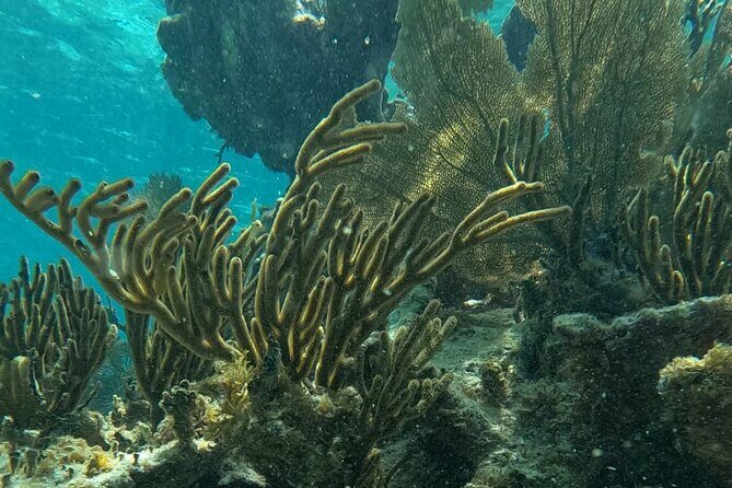 2 hour snorkeling in Arrecife de Puerto Morelos - Key Points