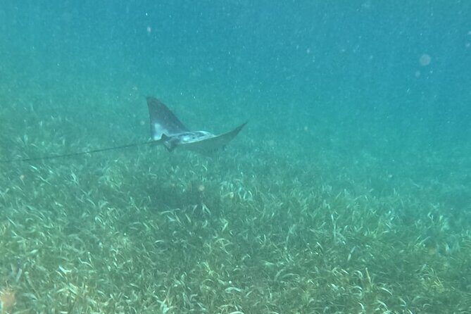 2 hour snorkeling in Arrecife de Puerto Morelos - Who Is This Tour Best For?