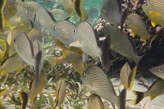 2 hour snorkeling in Arrecife de Puerto Morelos - The Sum Up