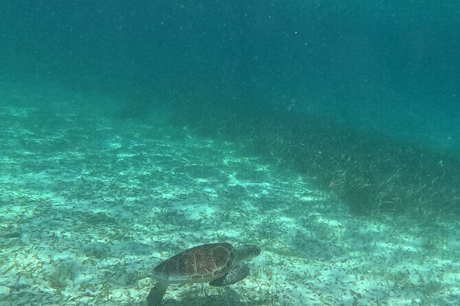 2 hour snorkeling in Arrecife de Puerto Morelos - FAQ