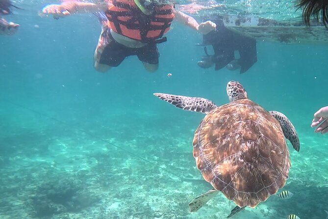 2-Hour Snorkeling in Two Spots of Tulum's Reef - Cost and Value