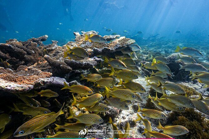 2-Hour Snorkeling Paradise Reef in Cancún Underwater Museum - Final Thoughts