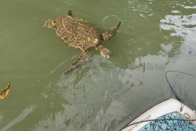 2 hour tandem kayak rental at our private launch area in Hale'iwa - The Sum Up