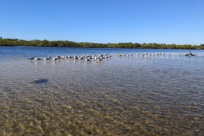 2 Hour Tandem Kayak Tour (Price for 2 People) - Seeing Tarpon Springs Historic Sponge Docks