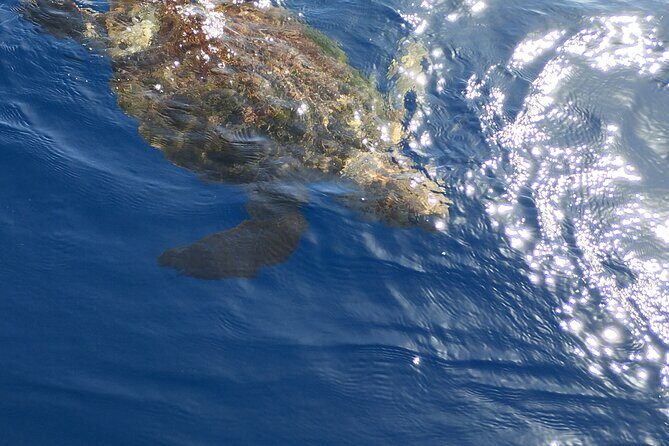 2 hour trip to see whales dolphins puerto colon adeje - FAQ