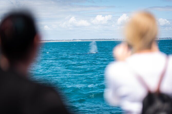 2 Hour Whale-Watching Cruise from Hillarys Boat Harbour - How the Experience Feels in Practice
