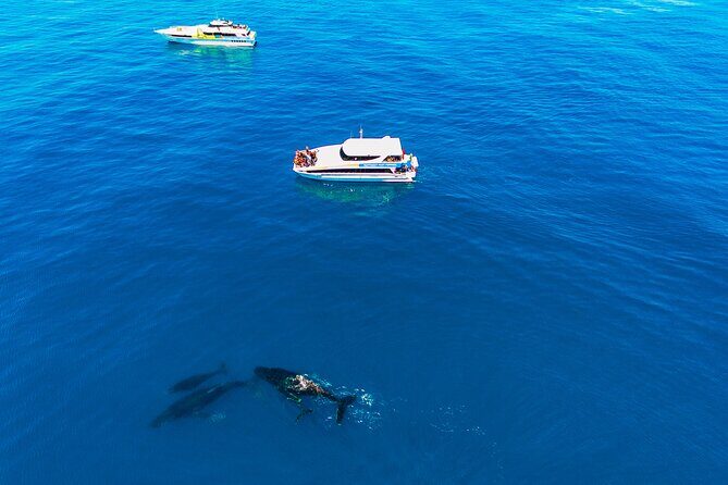 2 Hour Whale-Watching Cruise from Hillarys Boat Harbour - Who Would Love This Tour?