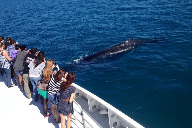 2 Hour Whale-Watching Cruise from Hillarys Boat Harbour - Final Thoughts