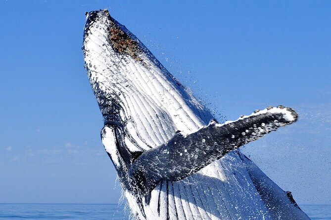 2 hour whale watching experience departing Hillarys Boat Harbour - Key Points