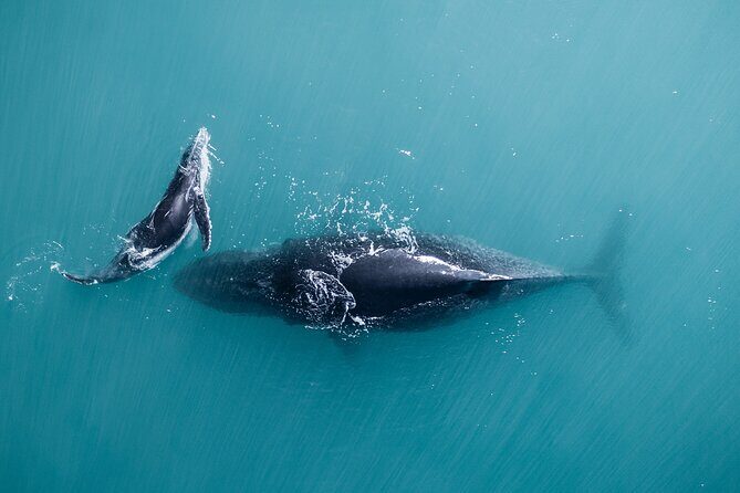 2 hour whale watching experience departing Hillarys Boat Harbour - The Downsides and Considerations
