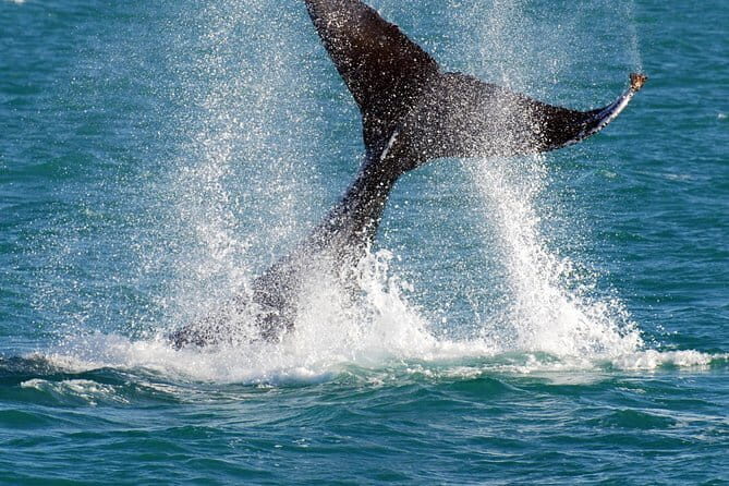 2 hour whale watching experience departing Hillarys Boat Harbour - Who Will Love This Experience?