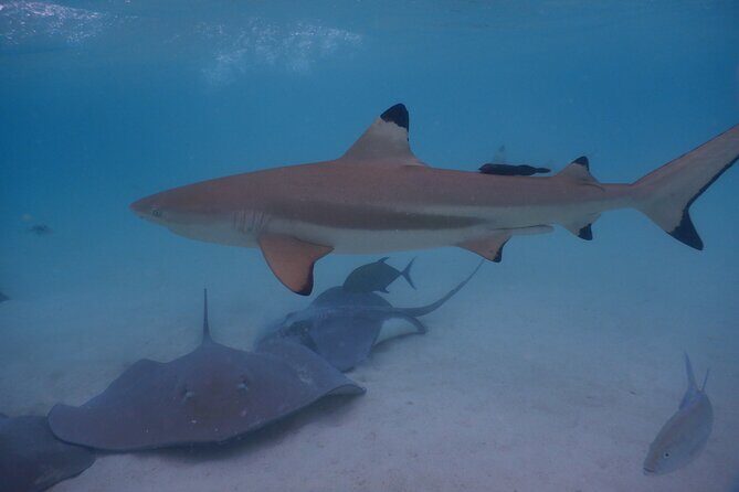 2 hours discovery tour of Moorea by Jet Ski - Authentic Traveler Insights