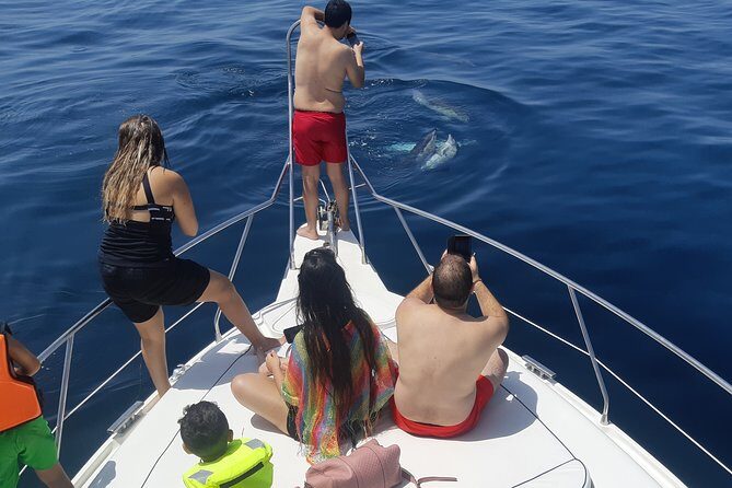 2 Hours Dolphin Watching in Marbella - What to Expect from the Dolphin Watching Tour