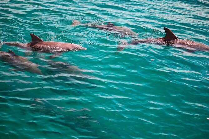 2 Hours Guided Dolphin Tour in Florida - Who Should Consider This Tour?