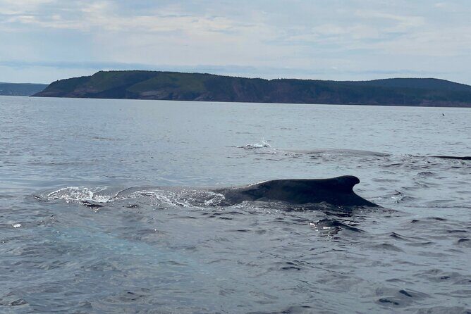 2 Hours Guided Whale and Bird Boat Tour in Bay Bulls - What You Can Expect from the Tour