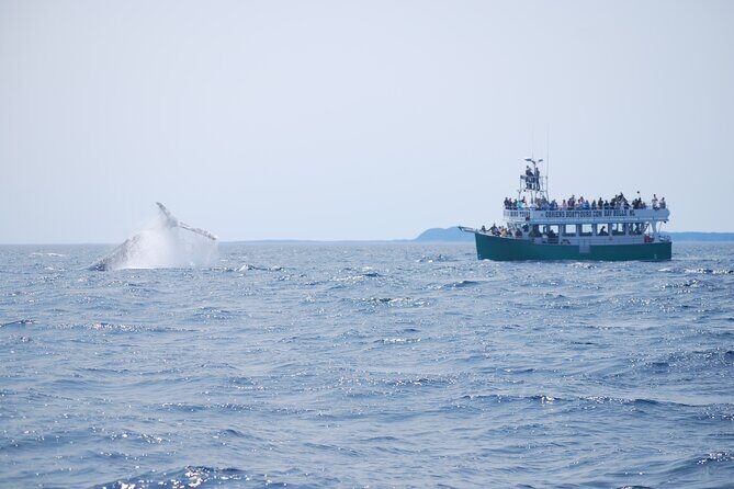 2 Hours Guided Whale and Bird Boat Tour in Bay Bulls - FAQs