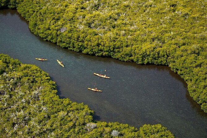 2 Hours of Kayak Safari in Bahía de La Paz - Exploring La Paz’s Natural Beauty: A Review of the 2-Hour Kayak Safari