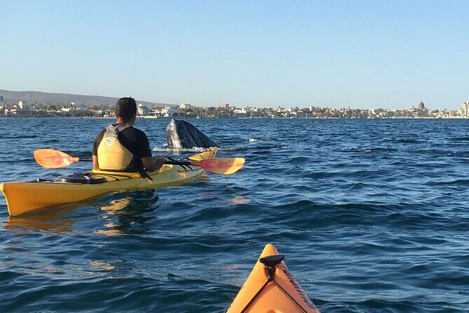 2 Hours of Kayak Safari in Bahía de La Paz - What the Tour Offers