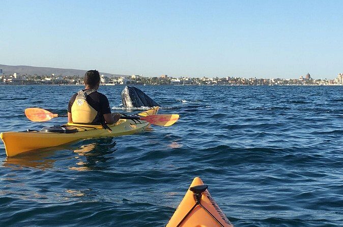 2 Hours of Kayak Safari in Bahía de La Paz - The Sum Up