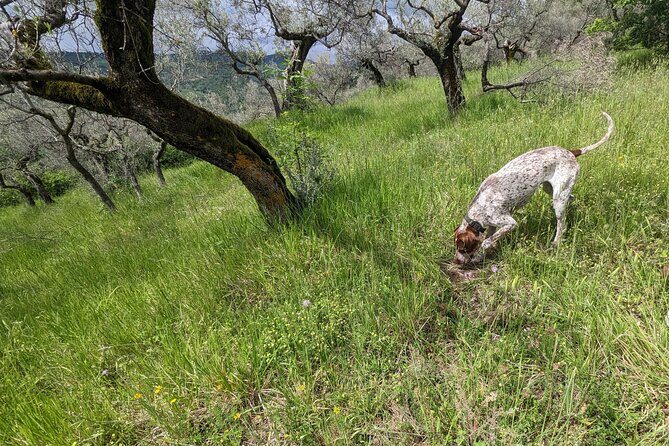 2 hours Private Activity - Truffle hunting in Assisi - Who Should Consider This Tour?