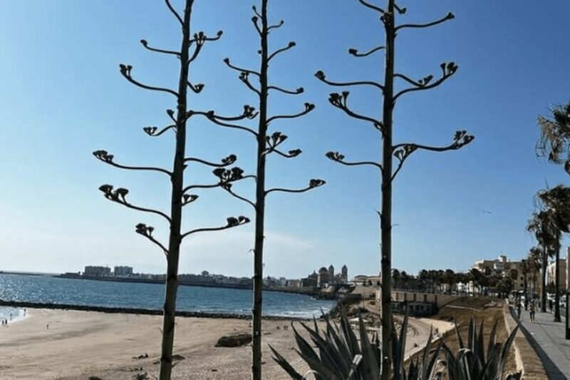 2 Hours Private Historical Tour in Cadiz - Practicalities and Tips