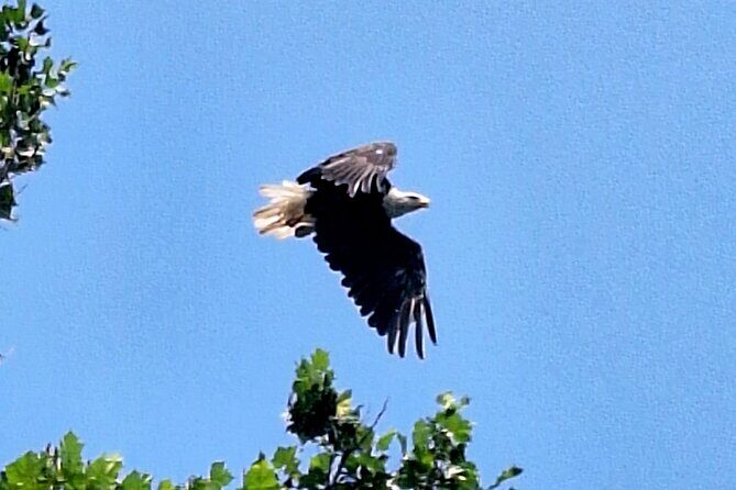 2 hours Starved Rock single Kayak Rental - What You Might See and Experience