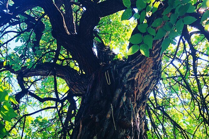 2-hr Day or Night PRIVATE Haunted Old Louisville Walk (1-15 pp) - Price & Value