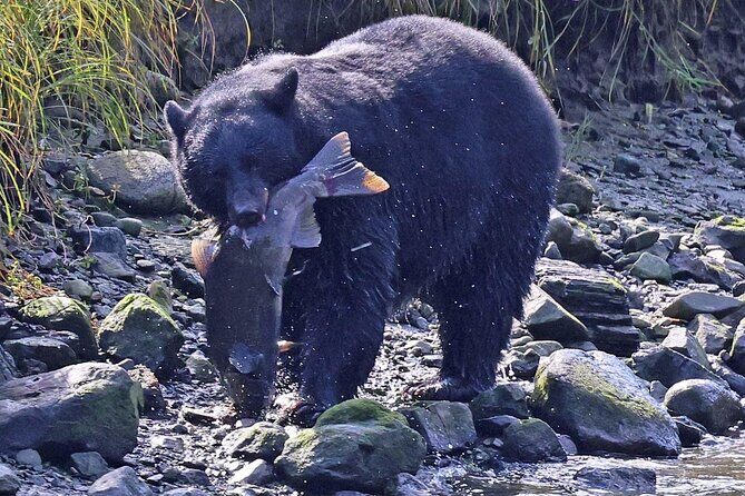 2 hr Private Custom Tour of Ketchikan (4 people) Wildlife + More - Introducing the 2 hr Private Custom Tour of Ketchikan