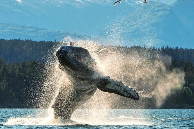 2 hr Private Custom Tour of Ketchikan (4 people) Wildlife + More - What to Expect on the Tour