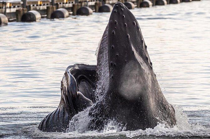 2 hr Private Custom Tour of Ketchikan (4 people) Wildlife + More - Transportation and Convenience