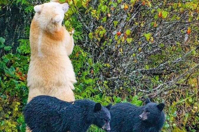 2 hr Private Custom Tour of Ketchikan (4 people) Wildlife + More - Final Thoughts